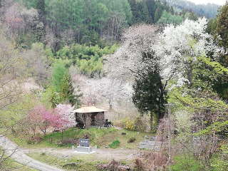 画像に含まれている可能性があるもの:木、屋外